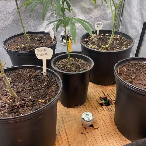 Wedding Cake, Sour Animal, Sparkling Lime, B.Widow growlog timeline photo