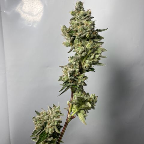 Wedding Cake, Sour Animal, Sparkling Lime, B.Widow growlog timeline photo