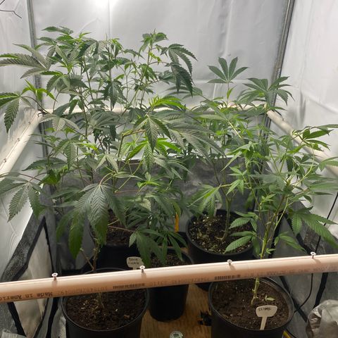 Wedding Cake, Sour Animal, Sparkling Lime, B.Widow growlog timeline photo