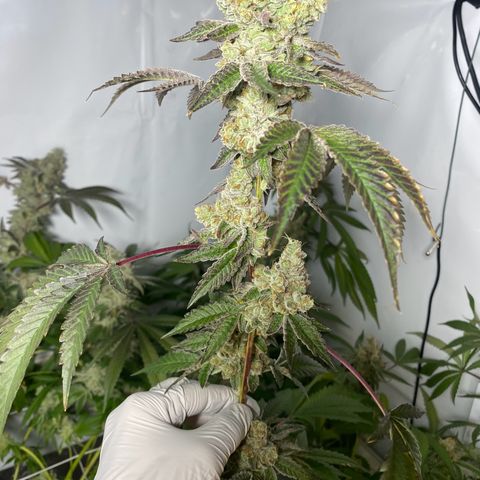 Wedding Cake, Sour Animal, Sparkling Lime, B.Widow growlog timeline photo