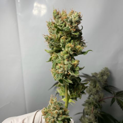 Wedding Cake, Sour Animal, Sparkling Lime, B.Widow growlog timeline photo