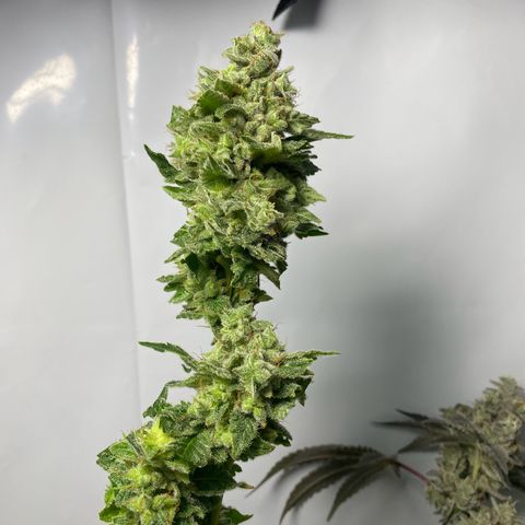 Wedding Cake, Sour Animal, Sparkling Lime, B.Widow growlog timeline photo