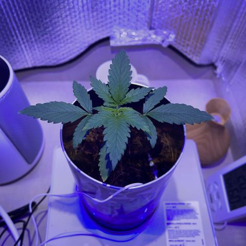 Creamatic growlog timeline photo
