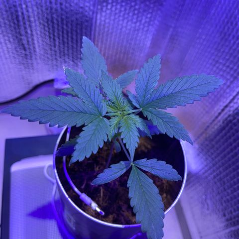 Creamatic growlog timeline photo