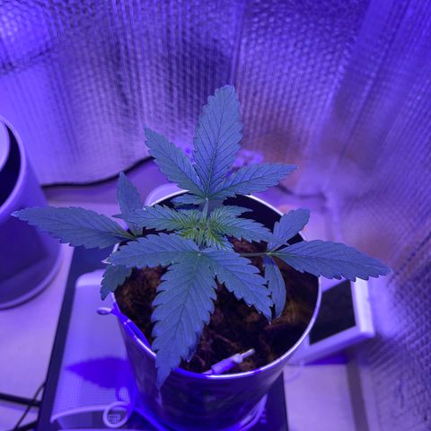 Creamatic growlog timeline photo