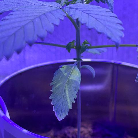 Creamatic growlog timeline photo