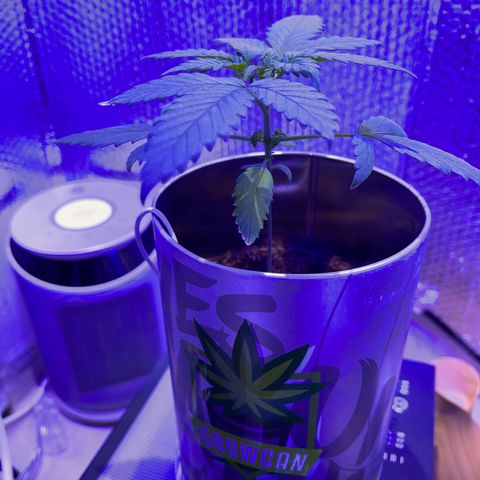 Creamatic growlog timeline photo