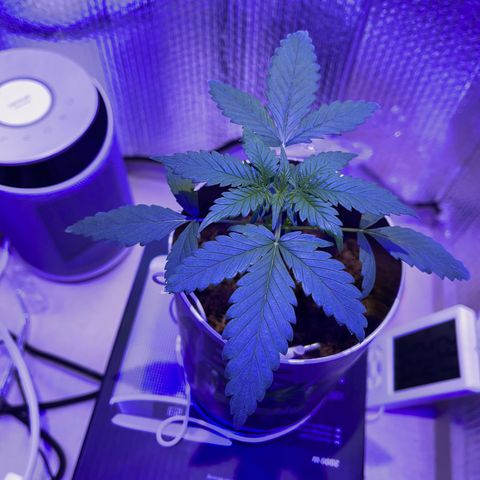 Creamatic growlog timeline photo