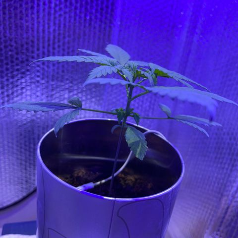 Creamatic growlog timeline photo