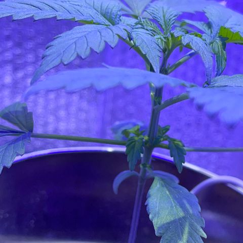 Creamatic growlog timeline photo