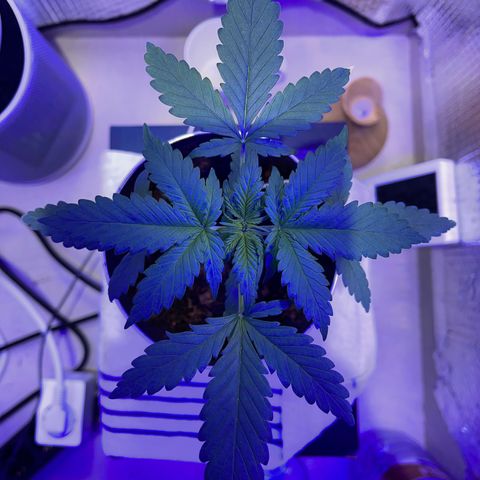Creamatic growlog timeline photo