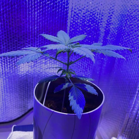 Creamatic growlog timeline photo