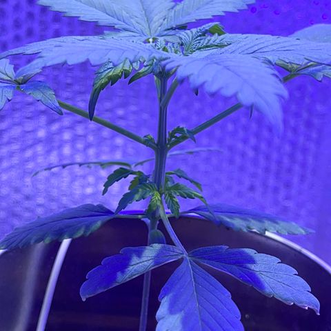 Creamatic growlog timeline photo