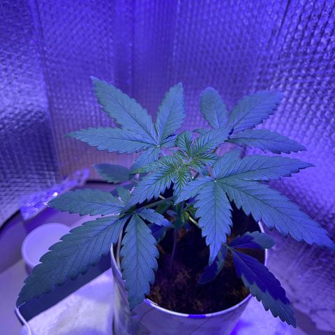 Creamatic growlog timeline photo
