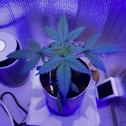 Creamatic growlog timeline photo