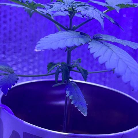 Creamatic growlog timeline photo