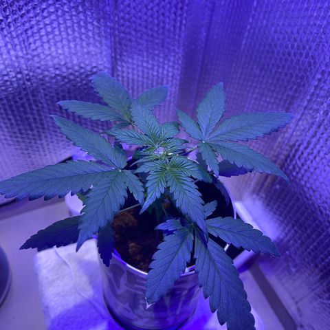 Creamatic growlog timeline photo