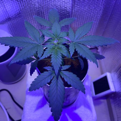 Creamatic growlog timeline photo