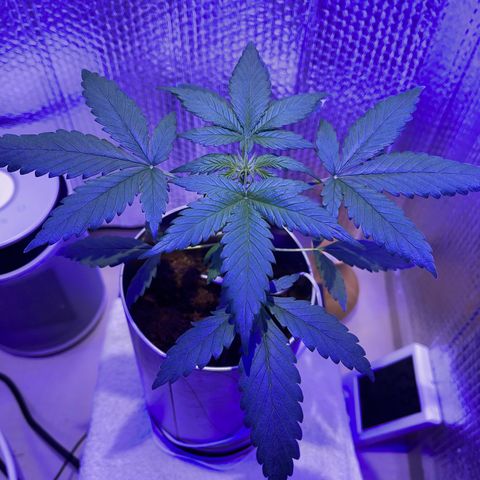 Creamatic growlog timeline photo
