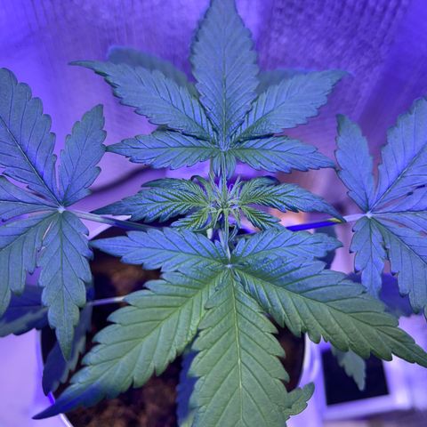 Creamatic growlog timeline photo