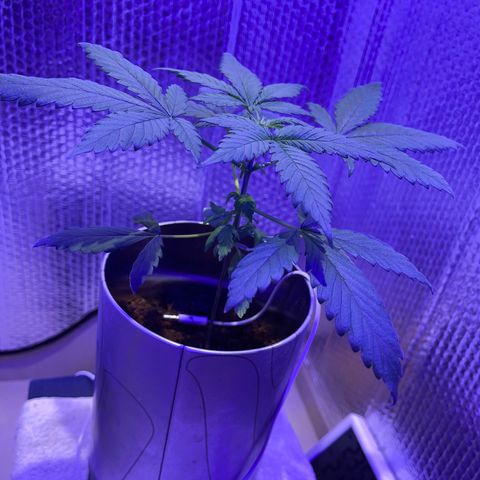 Creamatic growlog timeline photo
