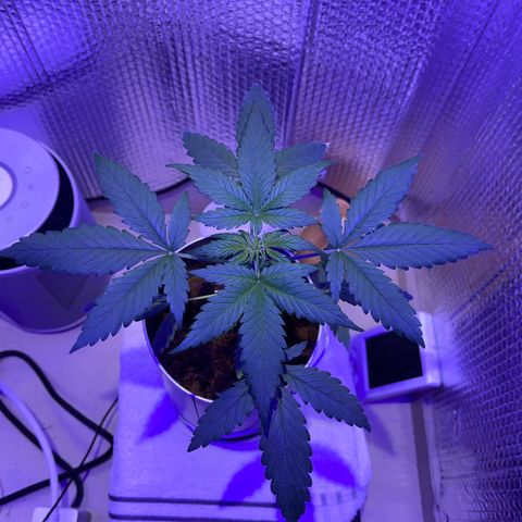 Creamatic growlog timeline photo