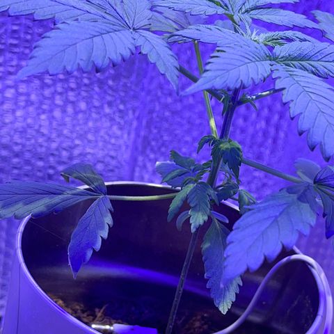 Creamatic growlog timeline photo