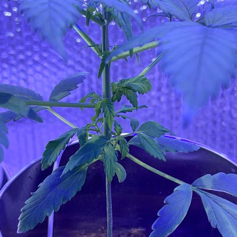 Creamatic growlog timeline photo