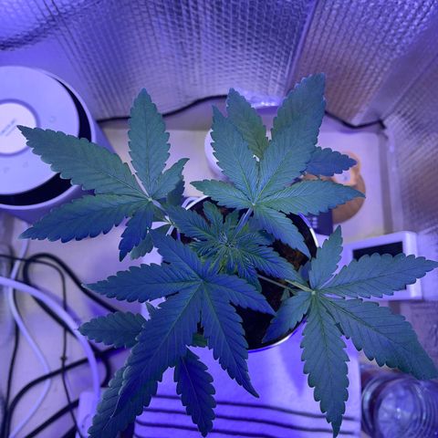 Creamatic growlog timeline photo