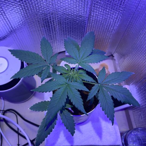 Creamatic growlog timeline photo