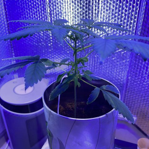 Creamatic growlog timeline photo