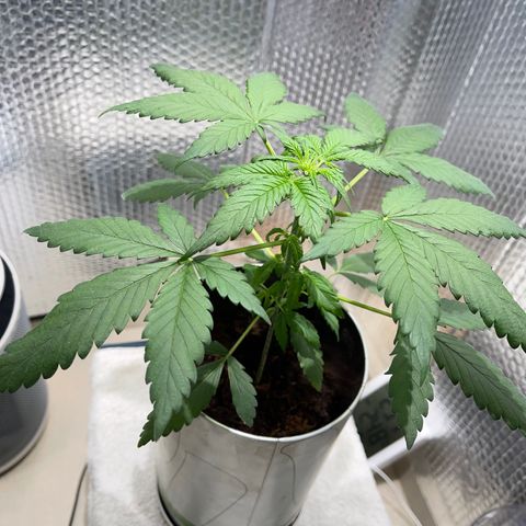 Creamatic growlog photo: Ya he quitado la luz sola azul y puesto otra arriba de 6500k 40w además de regarla hoy 100 ml más de lo que hacía 
