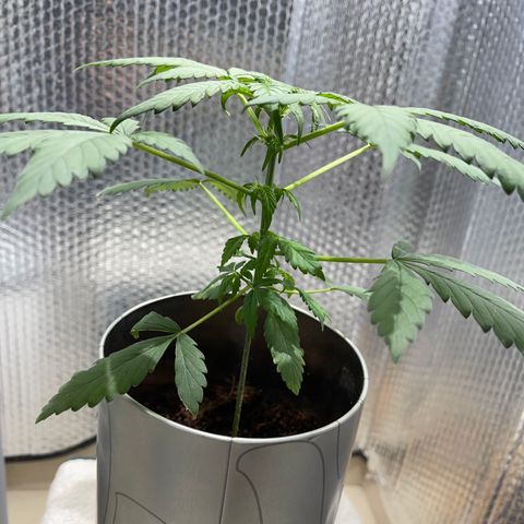 Creamatic growlog photo: Ya he quitado la luz sola azul y puesto otra arriba de 6500k 40w además de regarla hoy 100 ml más de lo que hacía 