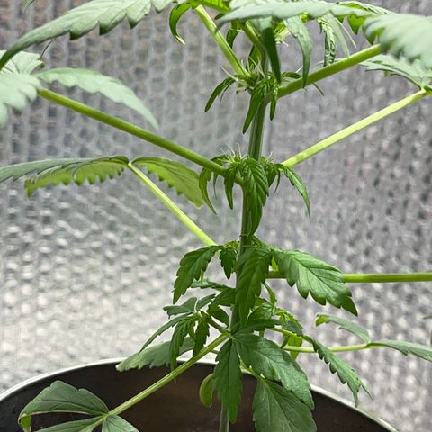 Creamatic growlog photo: Ya he quitado la luz sola azul y puesto otra arriba de 6500k 40w además de regarla hoy 100 ml más de lo que hacía 