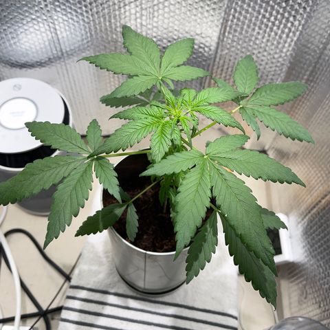 Creamatic growlog timeline photo