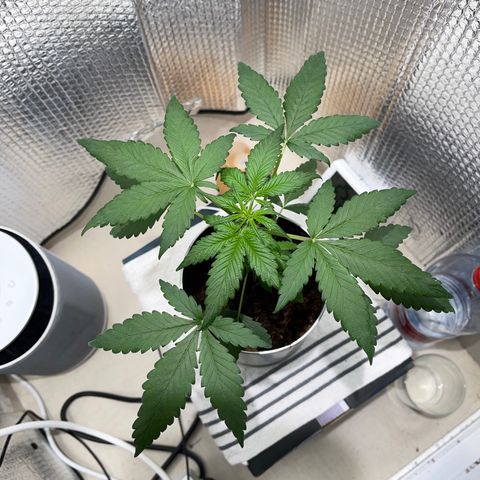 Creamatic growlog photo: Ya he quitado la luz sola azul y puesto otra arriba de 6500k 40w además de regarla hoy 100 ml más de lo que hacía 