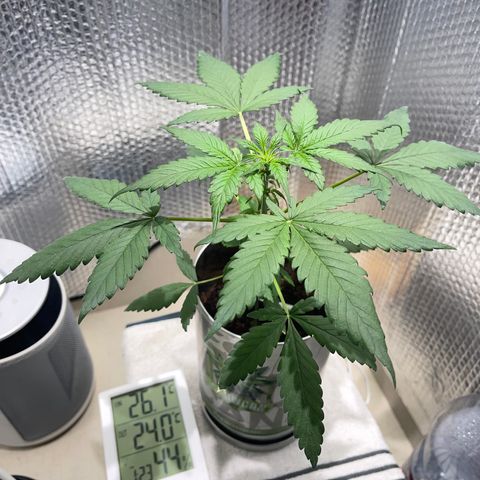 Creamatic growlog timeline photo