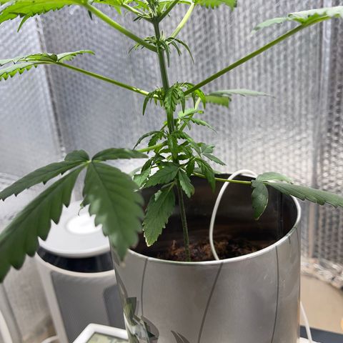 Creamatic growlog timeline photo