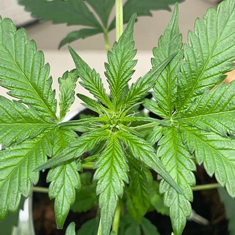 Creamatic growlog timeline photo