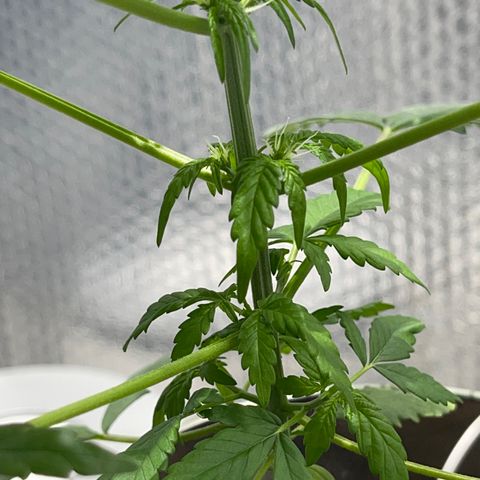 Creamatic growlog timeline photo