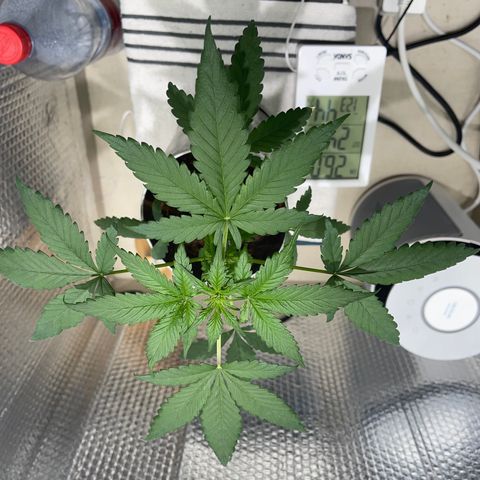 Creamatic growlog timeline photo