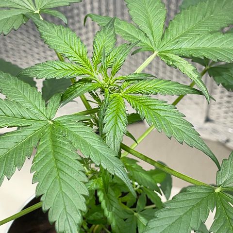 Creamatic growlog photo: 3 día en floración.-prefloration