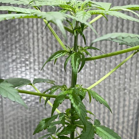 Creamatic growlog photo: 3 día en floración.-prefloration