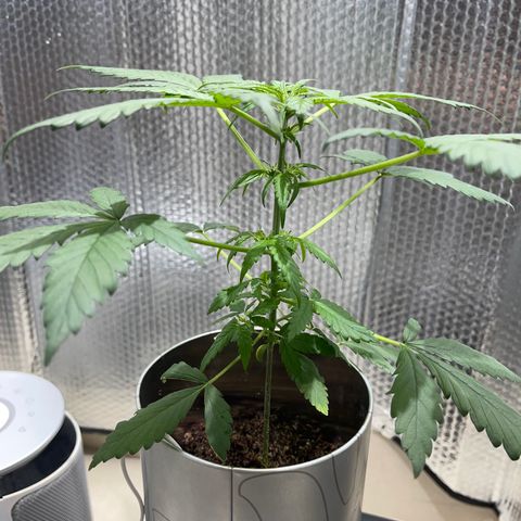 Creamatic growlog photo: 3 día en floración.-prefloration