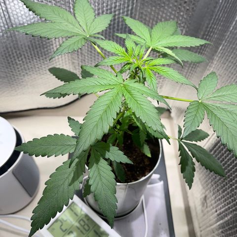 Creamatic growlog photo: 3 día en floración.-prefloration