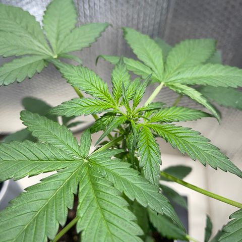 Creamatic growlog photo: 3 día en floración.-prefloration