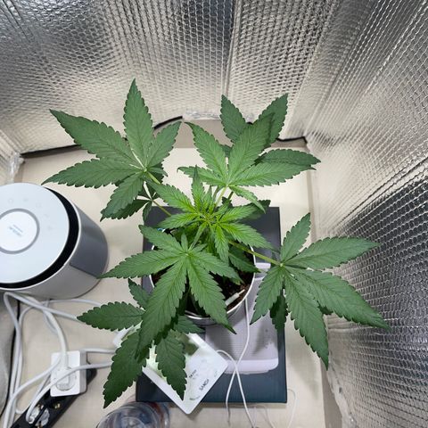 Creamatic growlog photo: 3 día en floración.-prefloration