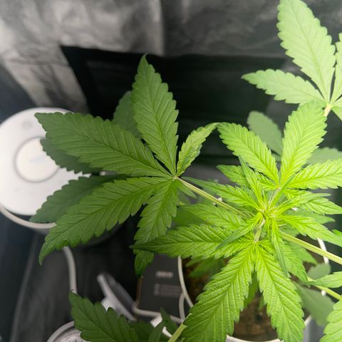 Creamatic growlog photo: Una hoja con colores raros me descuadres desde hace dos días 