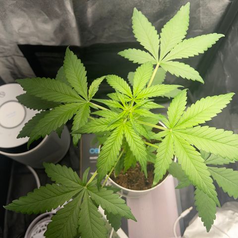 Creamatic growlog photo: Una hoja con colores raros me descuadres desde hace dos días 