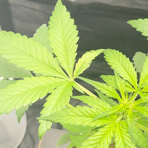 Creamatic growlog photo: Una hoja con colores raros me descuadres desde hace dos días 